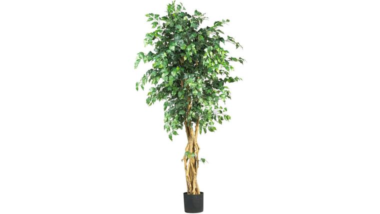 6′ Ficus Tree w/Lights – Artificial | Rental