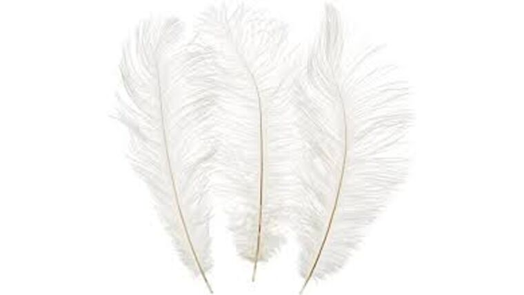12″ – 14″ White Ostrich Feather | Rental