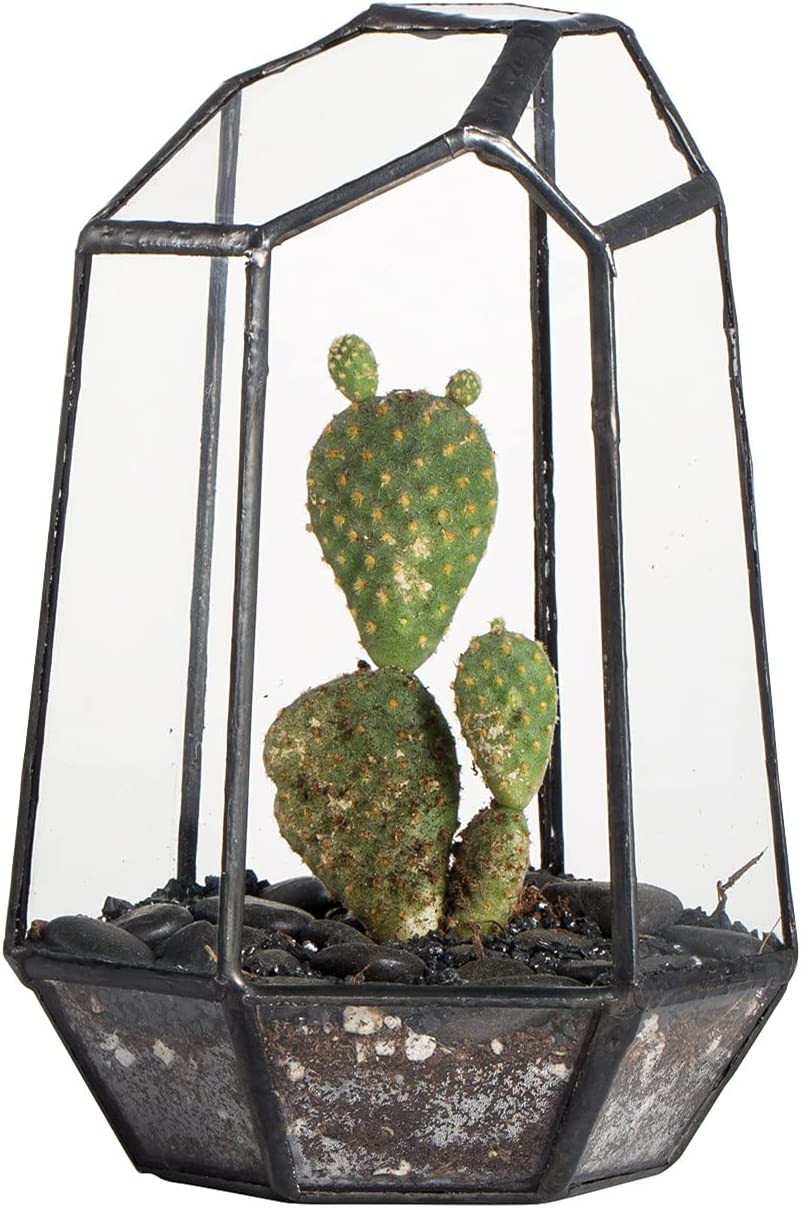 Irregular Geometric Glass Terrarium – Large | Rental Irregular Geometric Glass Terrarium – Large | Rental