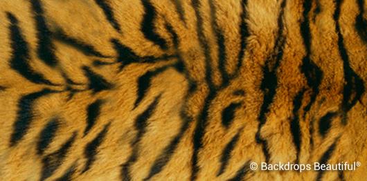 Skin Tiger 3 | Rental