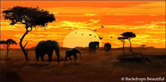 African Elephant Sunset 1 | Rental