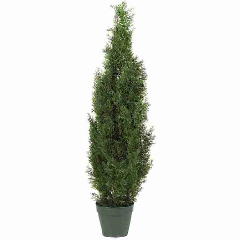 4′ Cedar Tree Silk Tree (In-door/Out-door) | Rental