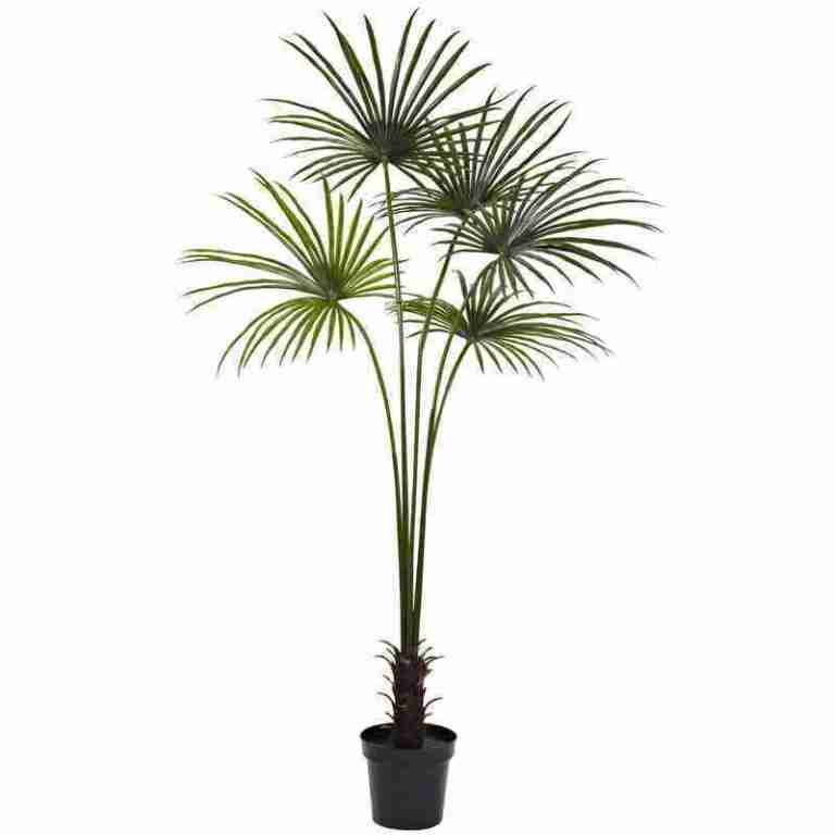 7’ Fan Palm Tree UV Resistant (Indoor/Outdoor) | Rental